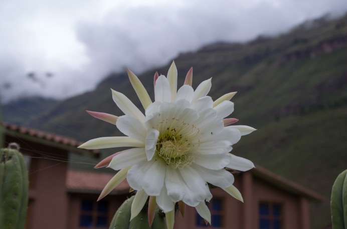 San Pedro Cactus Flower